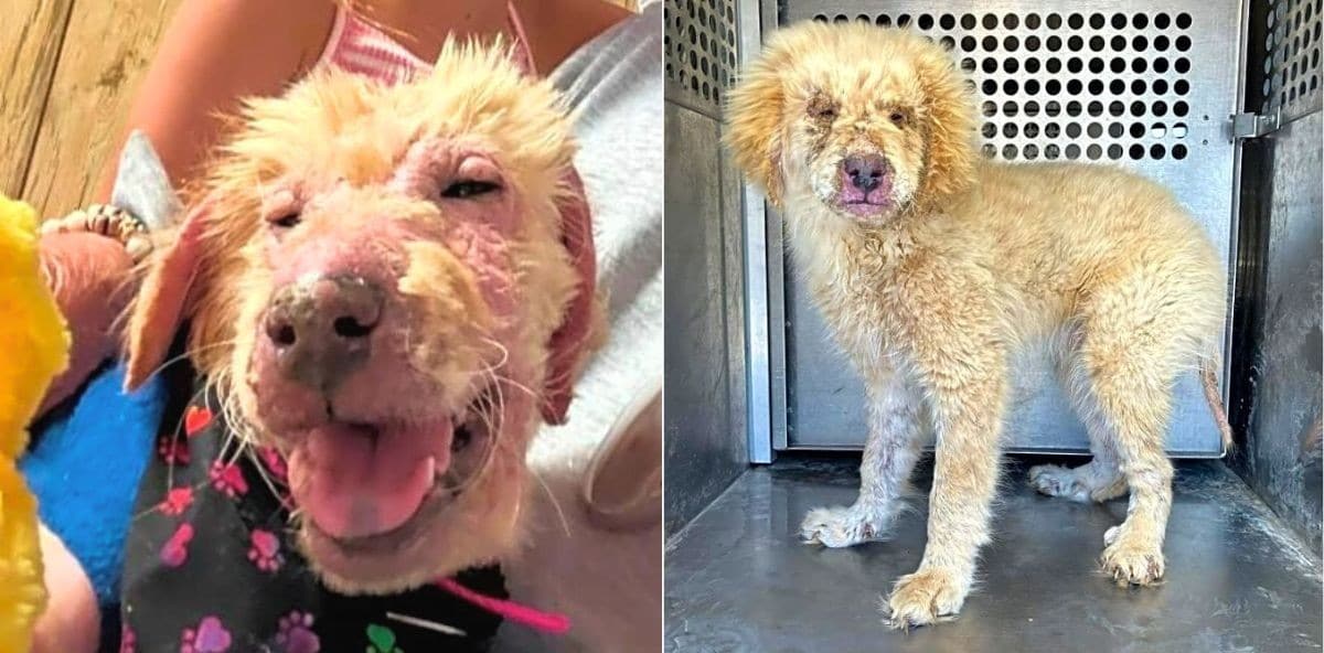 Gabriel's Puppyhood Has Been Stolen by Pain—Let’s Change His Future