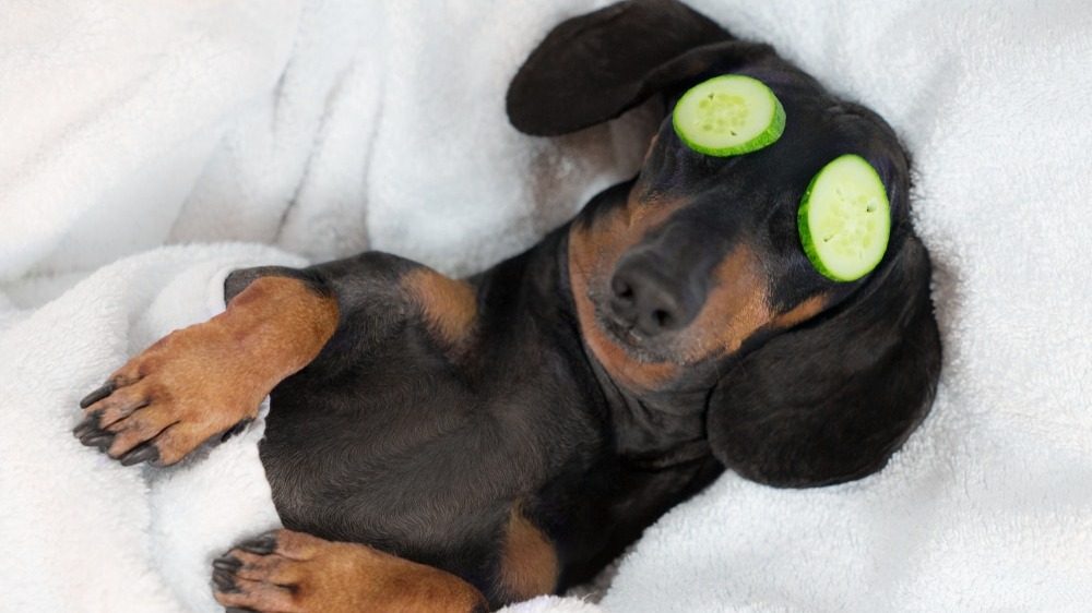 Treating Your Dog To a Spa Day? These Tools Are a Game Changer