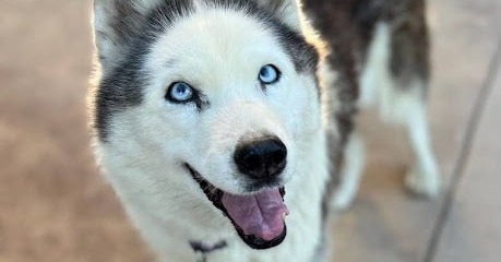 This Magic, Tasty Powder Kept My 18 Year Old Husky Acting Like a Puppy, and Costs Pennies a Day