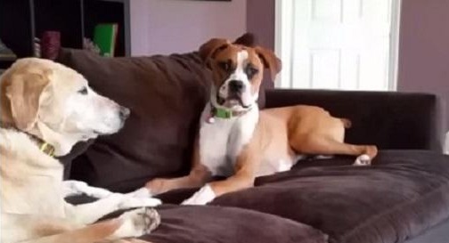 Two Dogs Caught Deep In Conversation