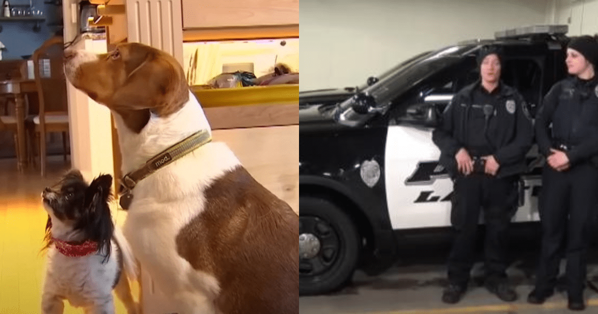 Dogs Decided To Call 911 Sixteen Times in 30 Minutes, Leading to Hilarious Police Response