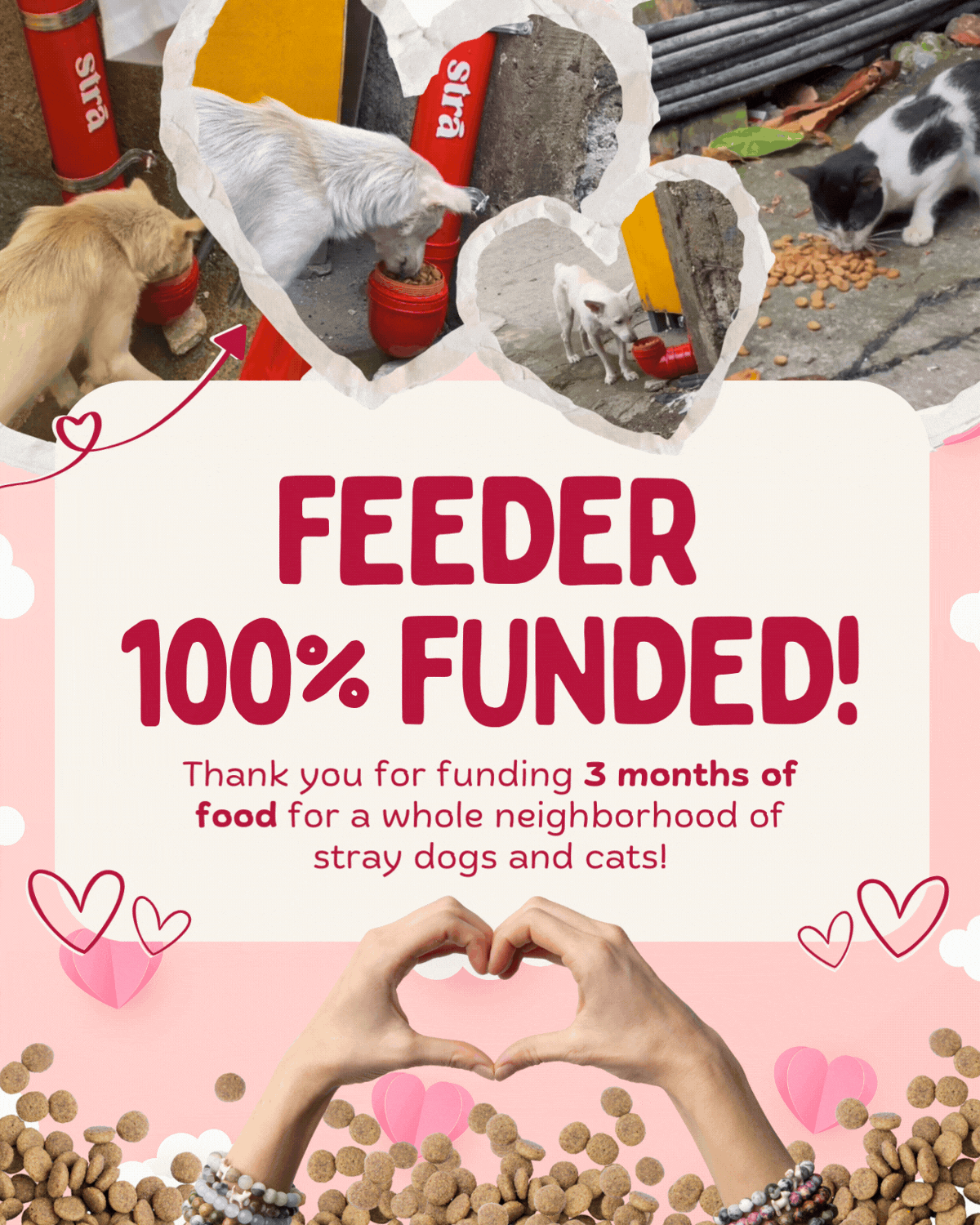 FEEDER 100% FUNDED Thank you for funding 3 months of food for a whole neighborhood of stray dogs and cats!