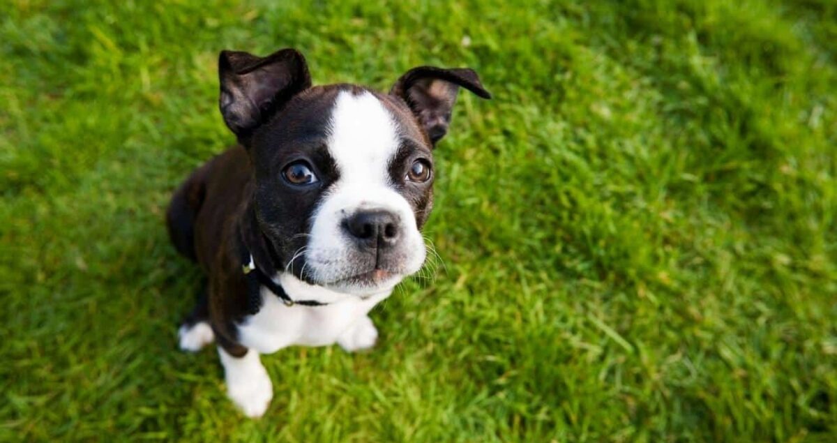 11 Easiest Dog Breeds To Take Care Of