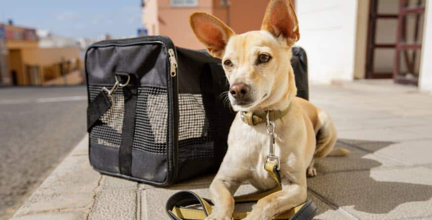 Wag and Jet: Travel-Friendly Dog Carriers That Make Flying Easy