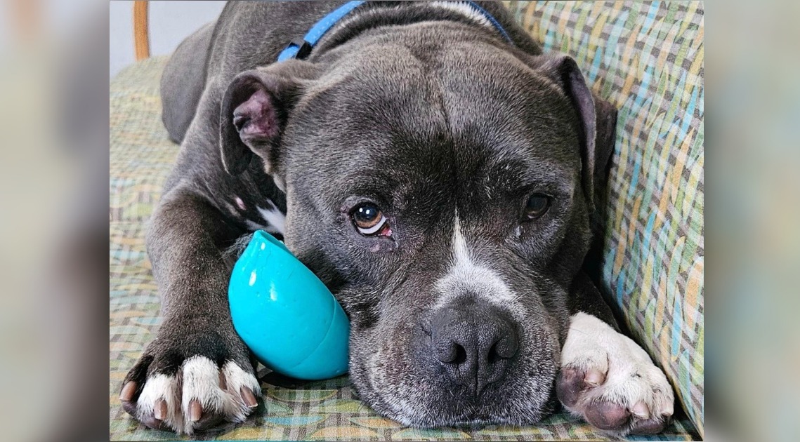 Senior Dog Winds Up In Shelter For Doing ‘Nothing Wrong’