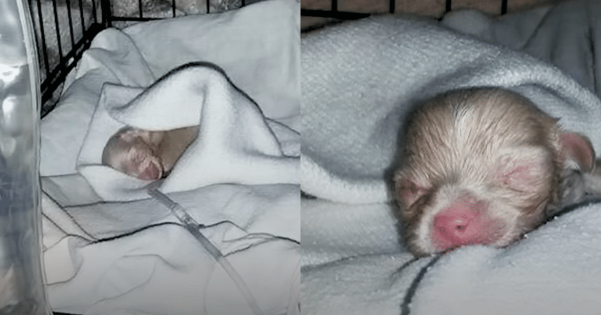 This Tiny Albino Pup Wasn’t Expected to Thrive—Now He’s Thriving in Love