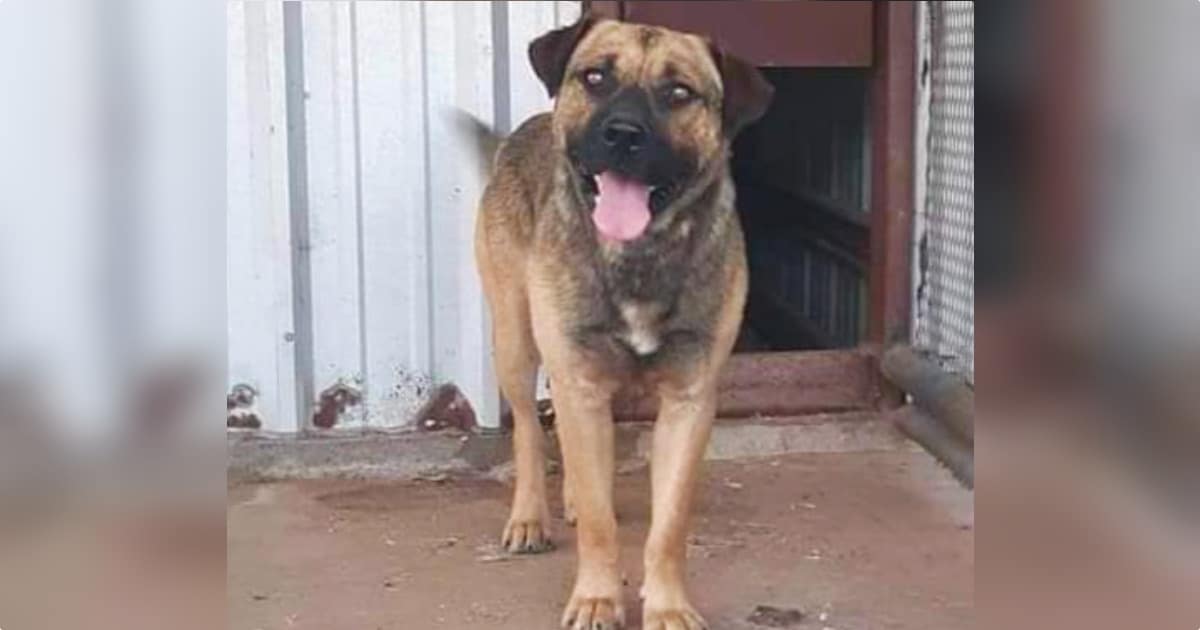 Dog Didn’t Want To Leave Family, Taken To High Kill Shelter Wagging His Tail