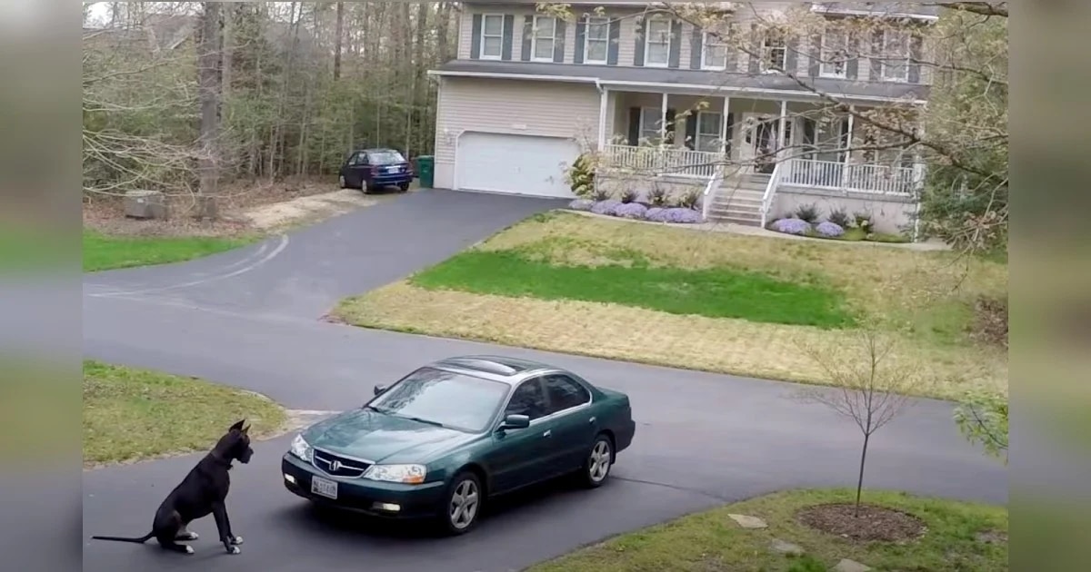 Great Dane Stops Owner in Driveway for the Sweetest ‘Special Greeting