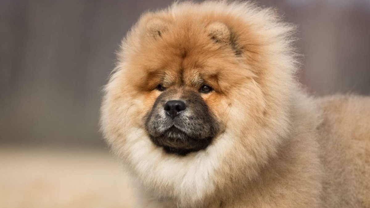 13 Stubborn Dog Breeds Known For Quiet Rebellion