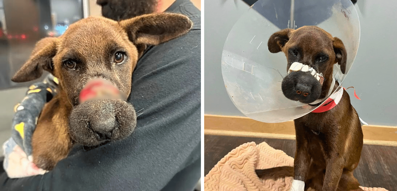 Vinny's Muzzle Was Cinched Shut, Permanently Disfiguring Him