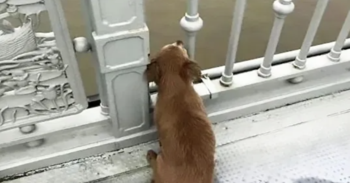 Loyal Dog Waits On Bridge For Days After Loved One Jumps Off