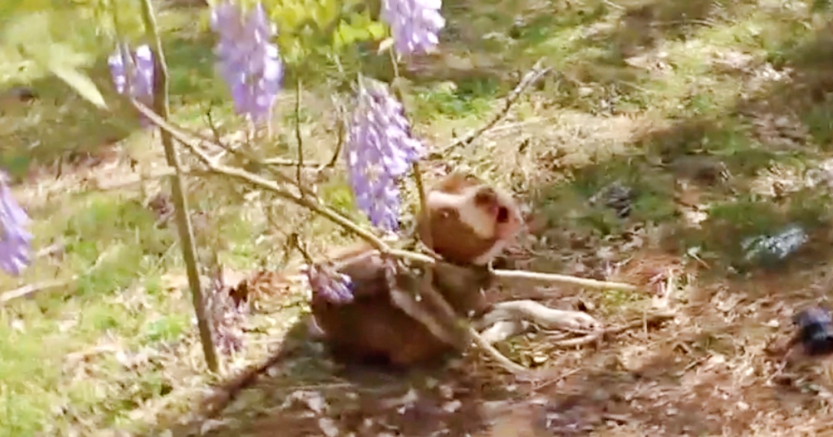 Starved Pit Bull Chained To Tree Becomes The Prettiest Girl