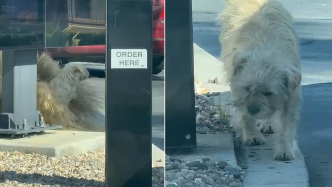 Stray Dog Waiting for Food at McDonald’s Gets ‘Life-Changing’ Rescue