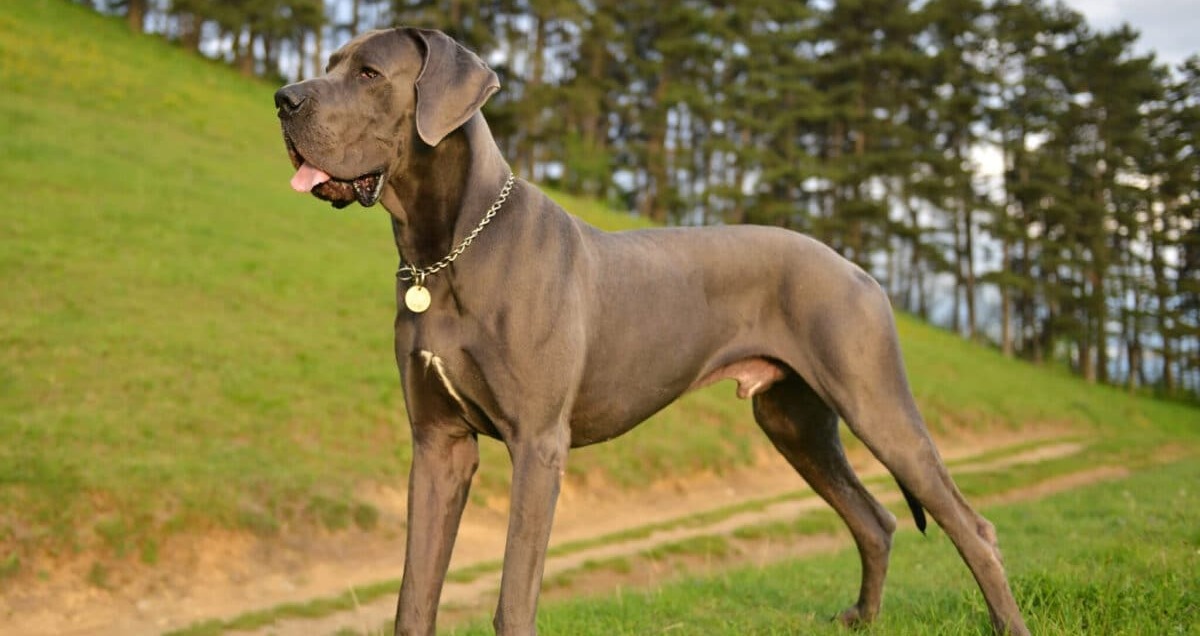 12 Ultimate Dog Breeds That Are Surging In Popularity