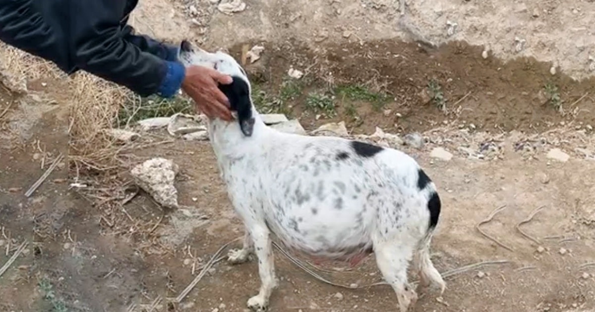 Dog In Remote Area Leads People To A Dark Place