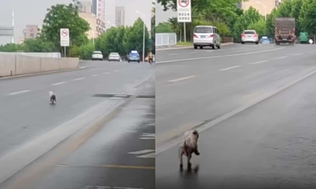 Left Behind and Heartbroken, She Refused to Stop Chasing Their Car