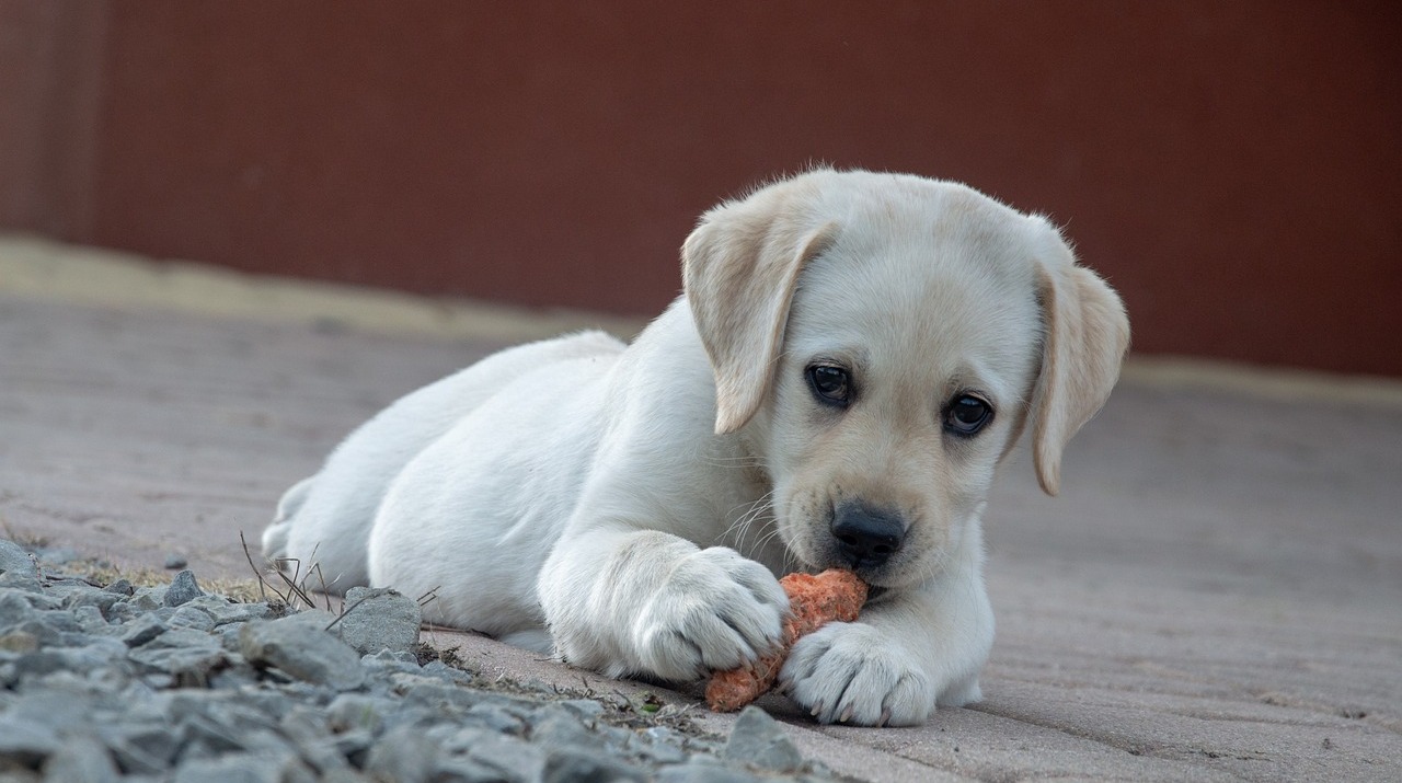 5 Best Frozen Raw Dog Foods