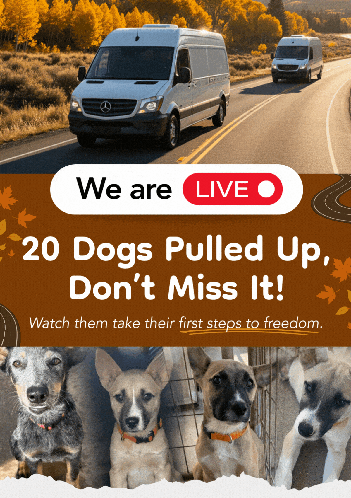 We are LIVE - 20 Dogs Pulled Up, Don't Miss It! - Watch them take their first teps to freedom.