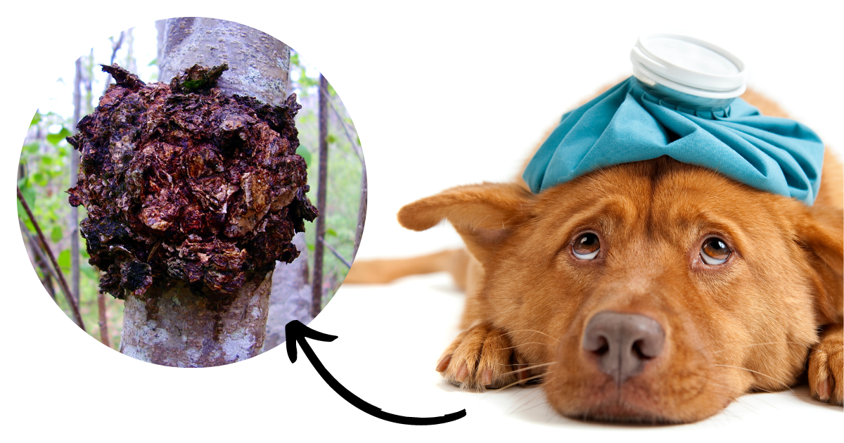 The Chaga Mushroom: An Ugly Fungi Or A Miracle Cure For Canine Cancer?