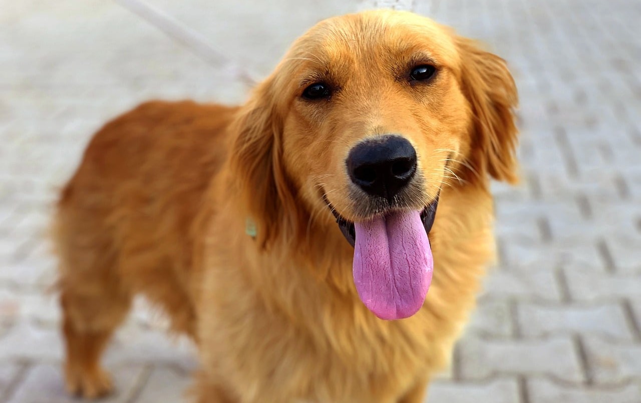 The 10 Best Behaved Dog Breeds