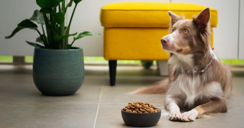 12 Best Dog Foods of 2025