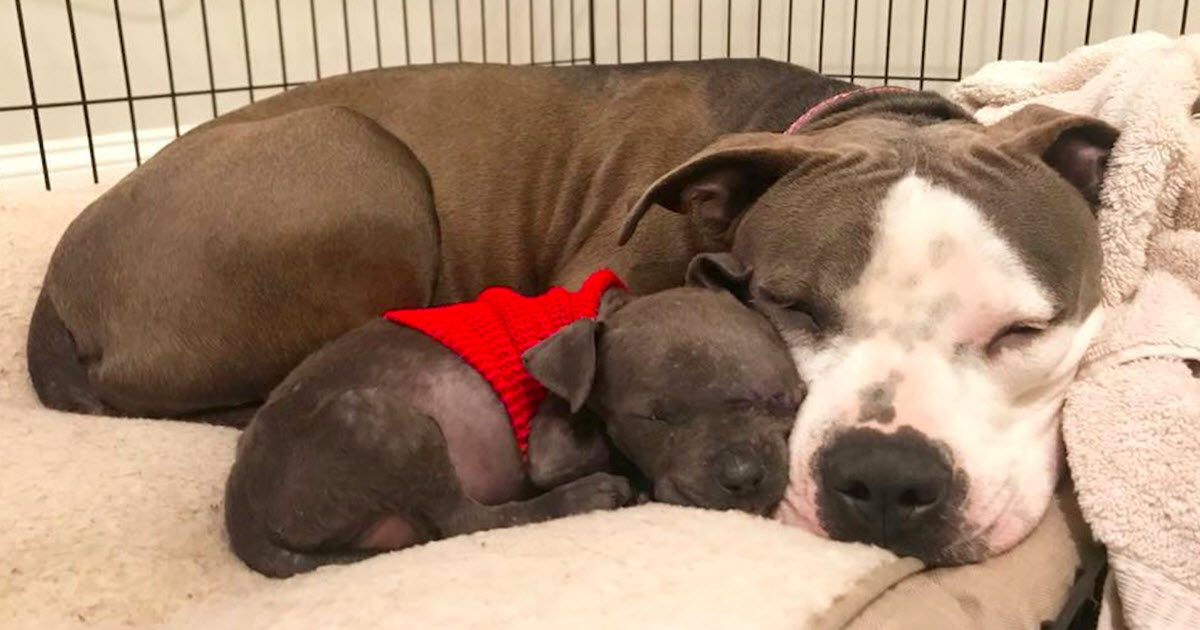 Pit Bull Was ‘Devastated’ After Her Babies Passed, Then She Met An Orphaned Puppy