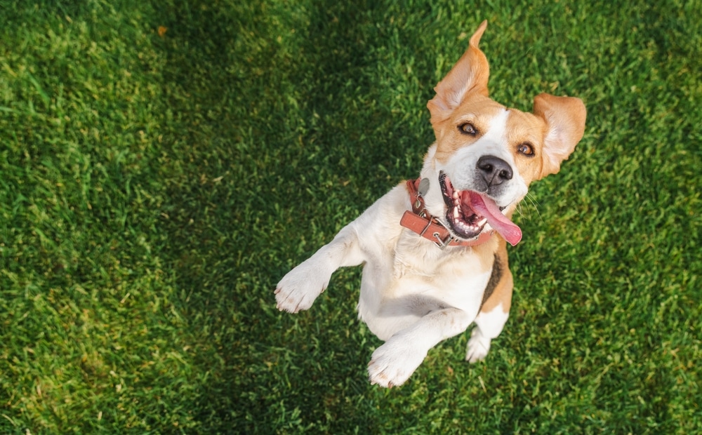 Treat your pup to Ollie's biggest sale of the year