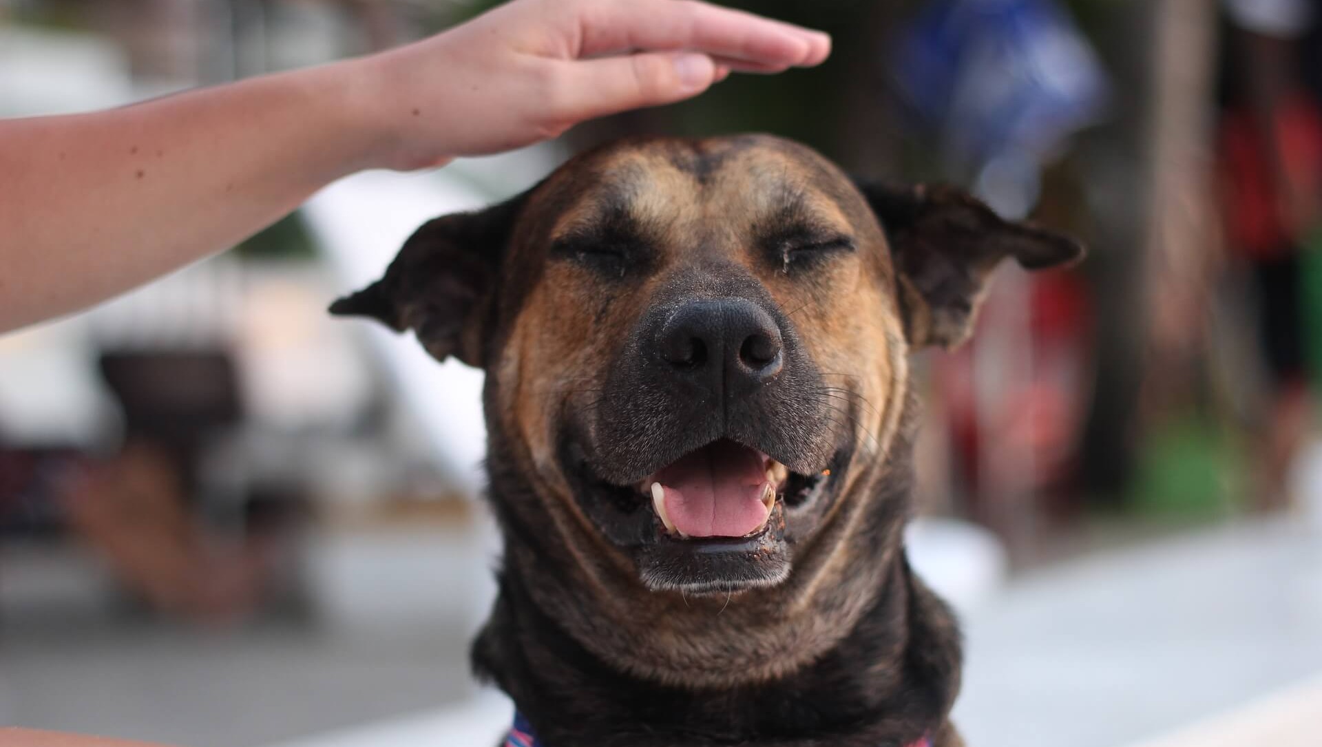 The ONE Thing To Look At Before Buying CBD Oil For Your Dog