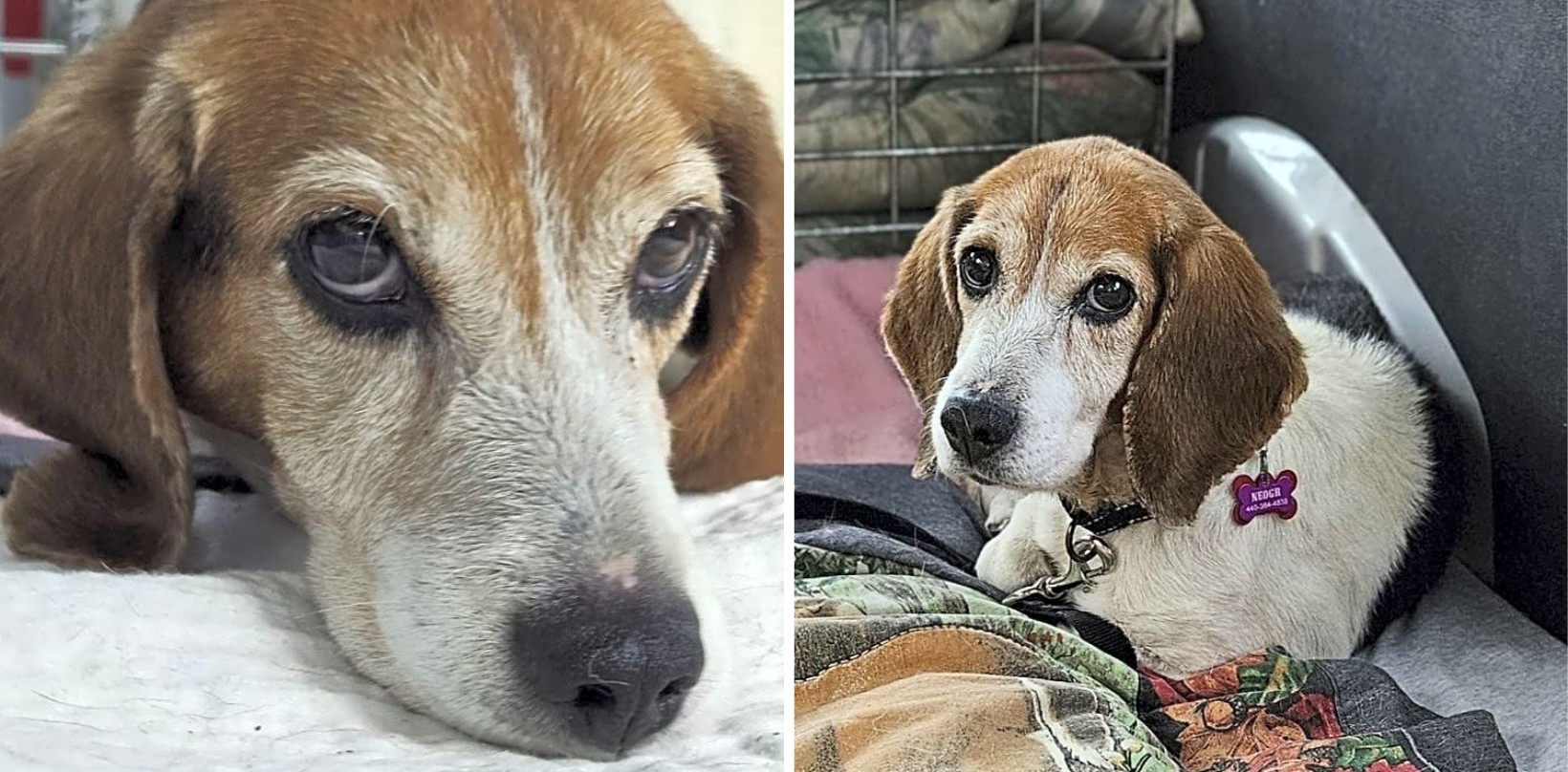 Senior Dog Stormy Wandered The Streets Looking For Help