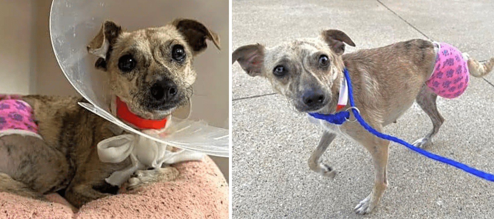 Little Trinket Suffered On The Street With A Severely Broken Leg