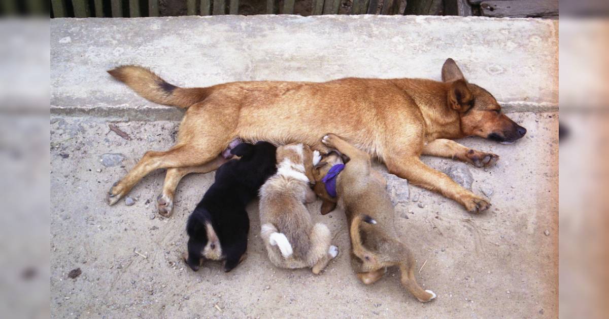 Colostrum for Dogs: Can It Reduce Your Pup’s Allergies?