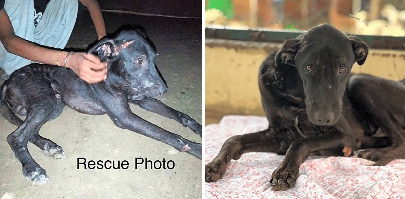 Torture Left Kai With Wounds & Scars From Head To Toe