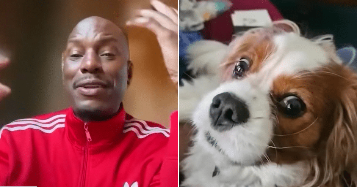 Fast & Furious Star Faces Charges After Dogs Escape and Attack