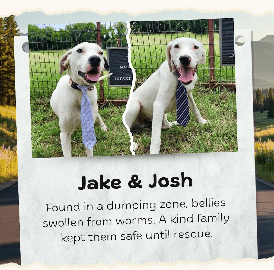 Jake & Josh - Found in a dumping zone, bellies swollen from worms. A kind family kept them safe until rescue.