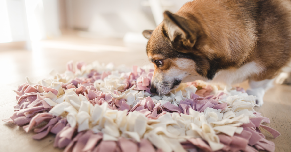 12 Best Dog Puzzle Toys For Mental Stimulation