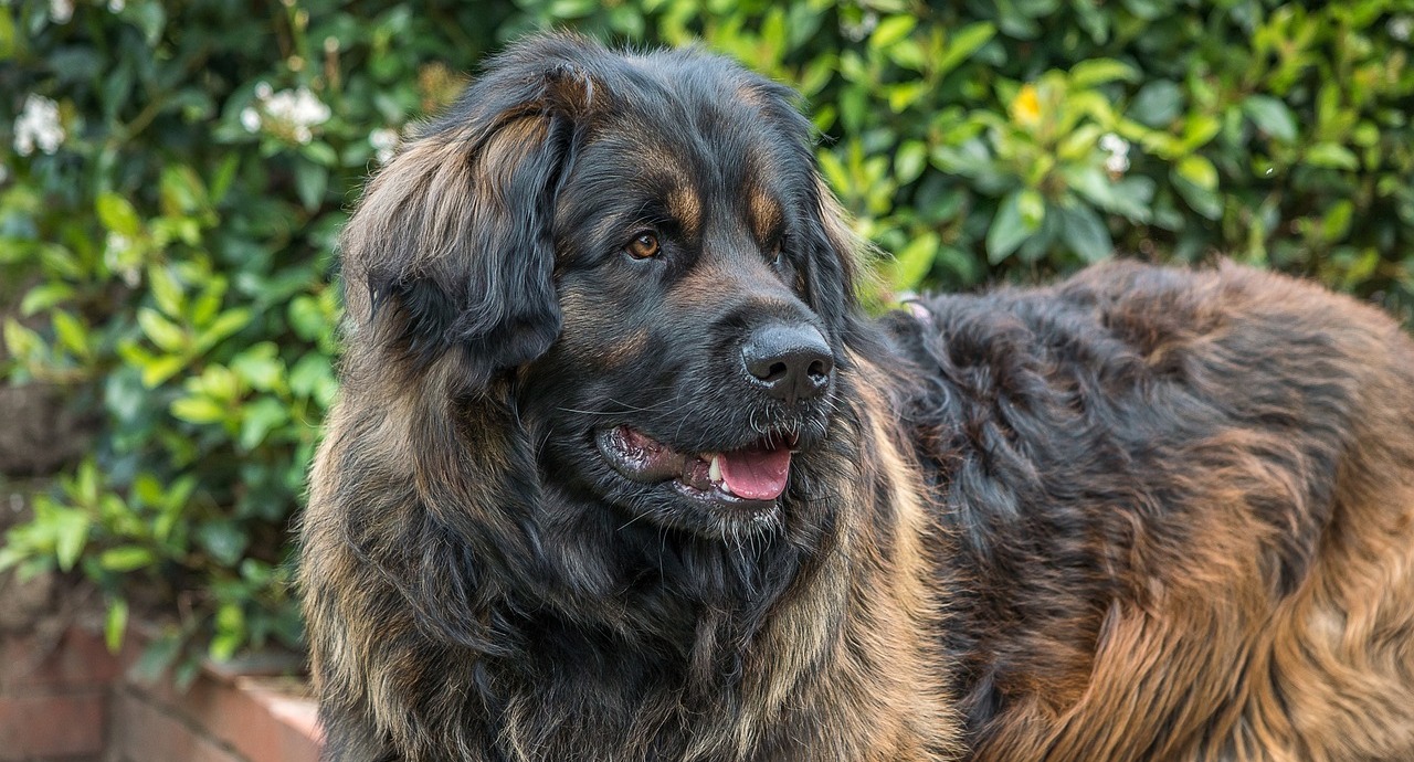 12 Ultimate Most Gentle Giant Dog Breeds: We Countdown The Dogs Who Are Big But Incredibly Sweet