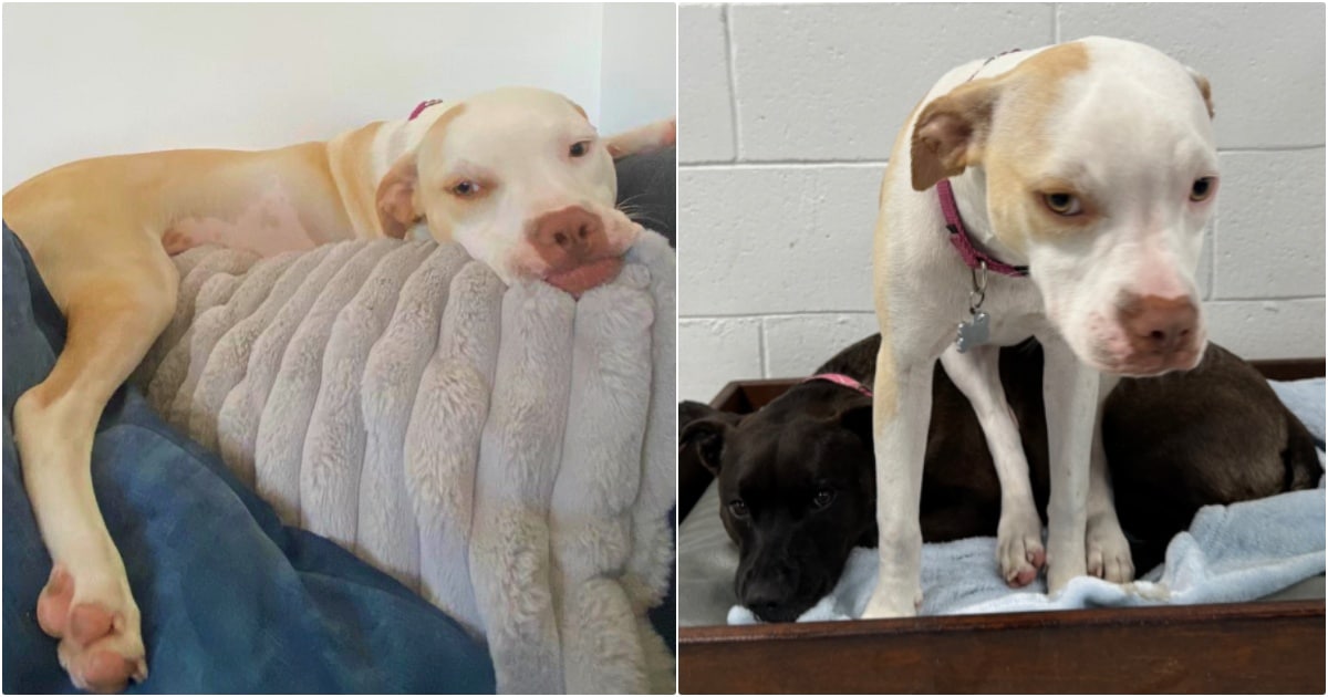 Woman Dropped Off Dog At Daycare Thinking She’d Have The Time Of Her Life