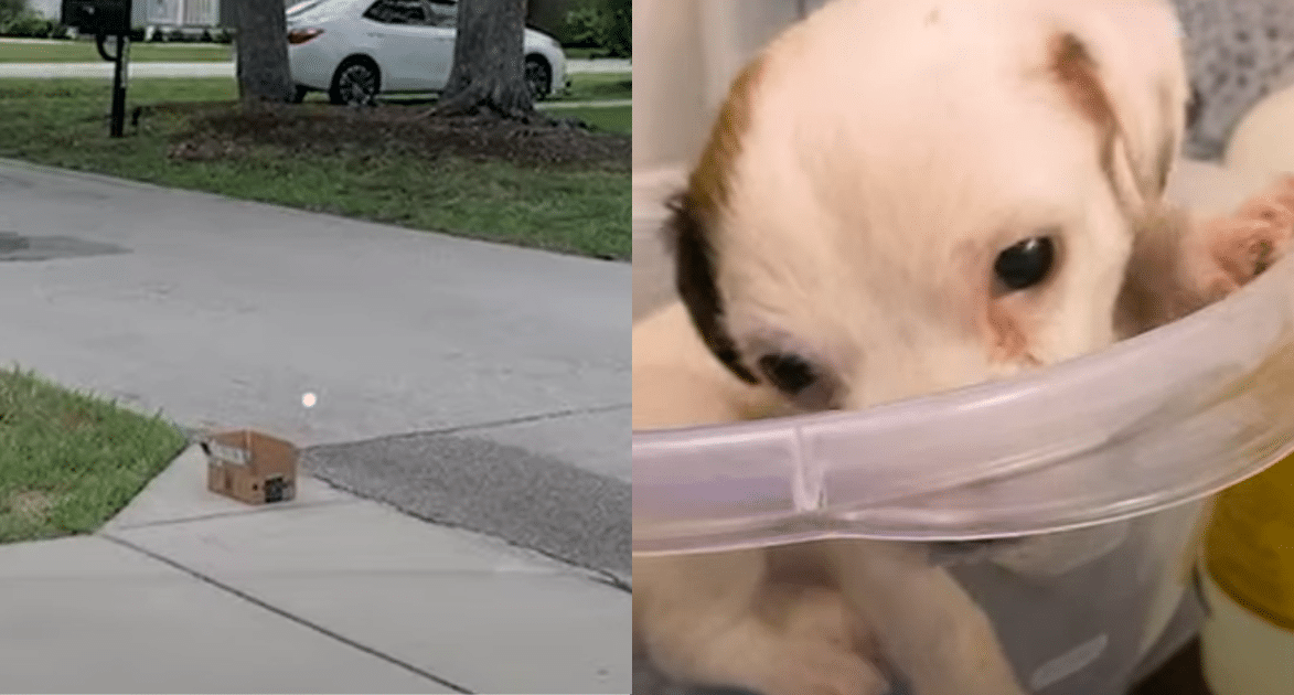 A Simple Box on the Curb Held a Heartbreaking Surprise for Rescuers