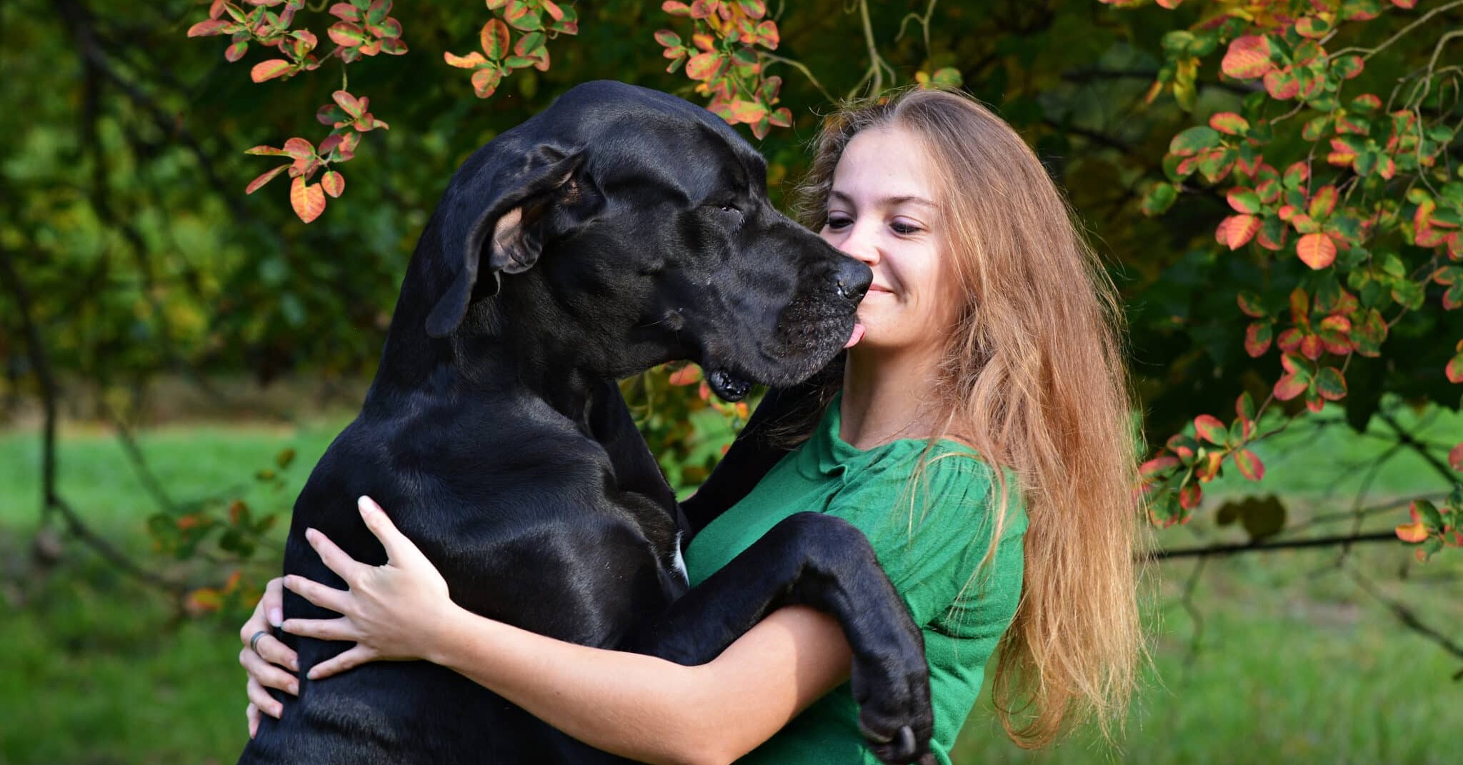 12 Most Docile Dog Breeds