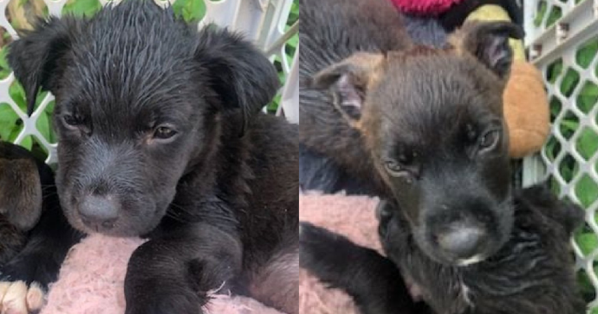 Thanks To You, Puppies Bill & Ted Are Having An Excellent Adventure In Rescue Care