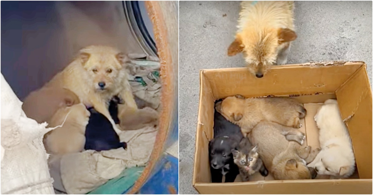 Lady Meets Dog Living In Barrel With Her Babies But They’re Not Puppies At All