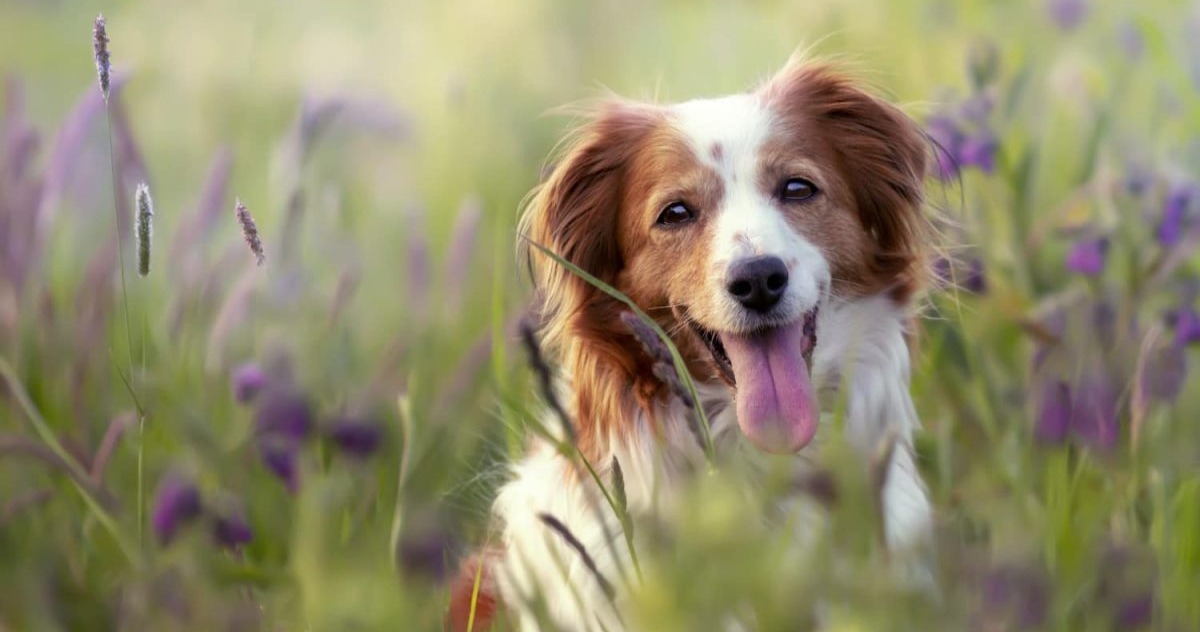 15 Facts About Dogs That Will Surprise You