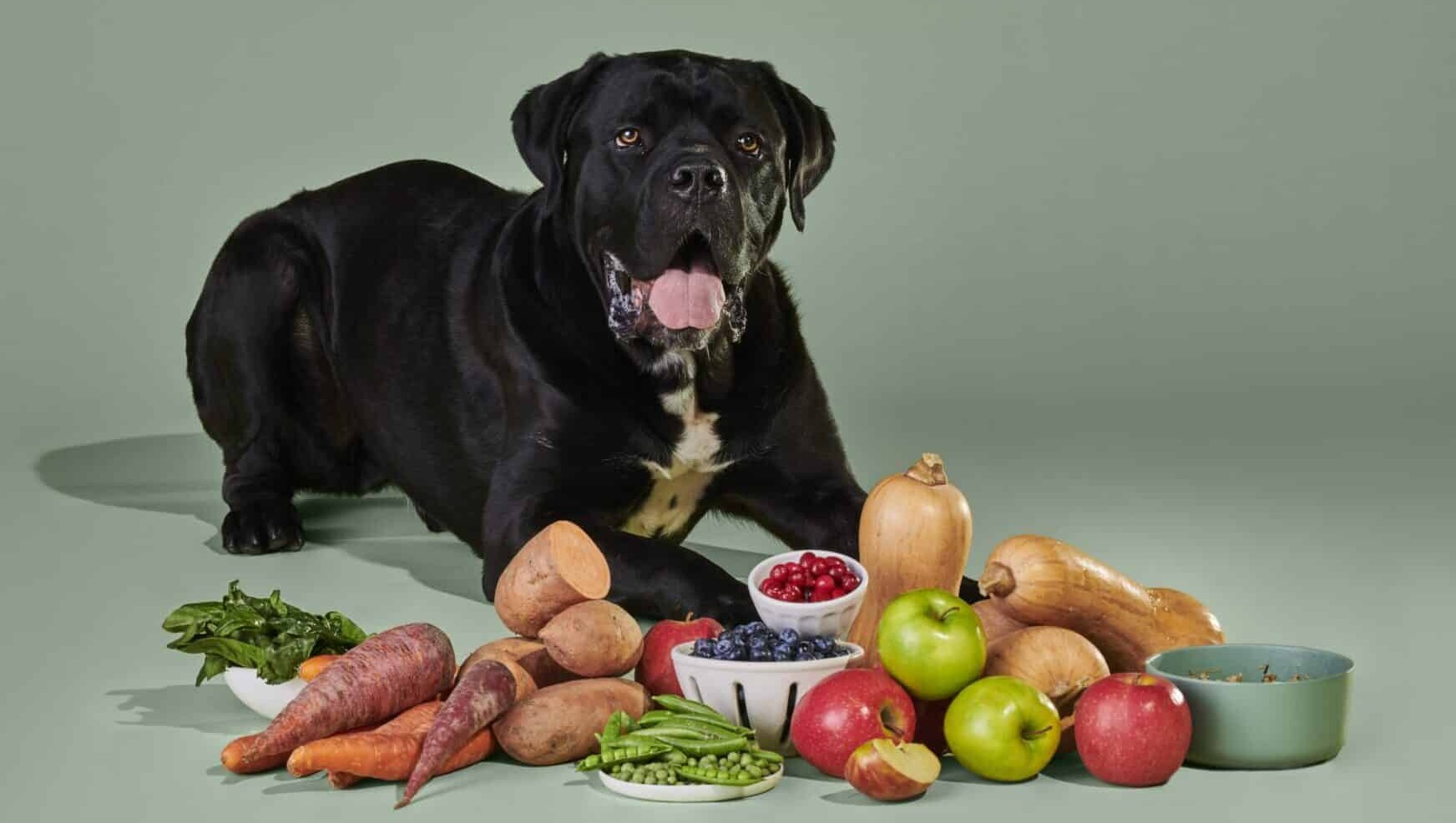 Transform Your Dog’s Mealtime with Real, Human-Grade Food!
