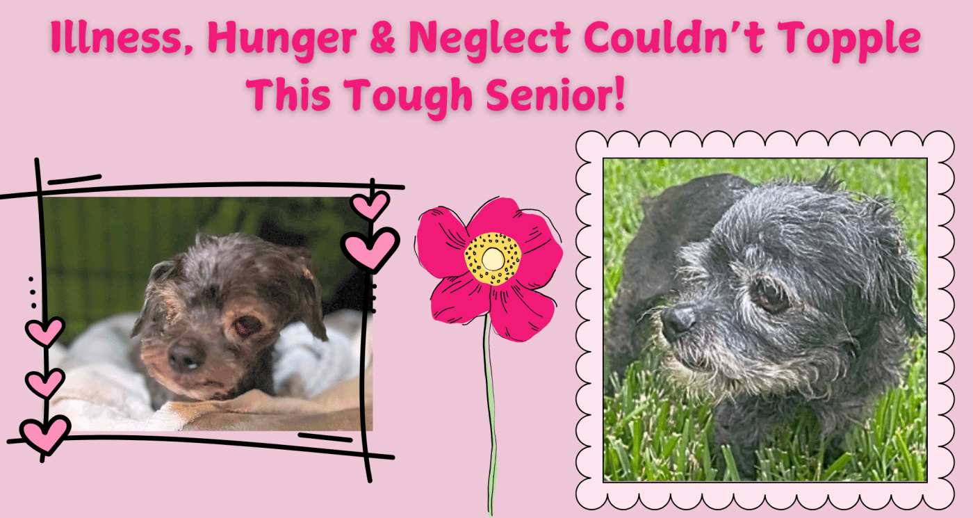 Illness, Hunger & Neglect Couldn't Topple This Tough Senior!