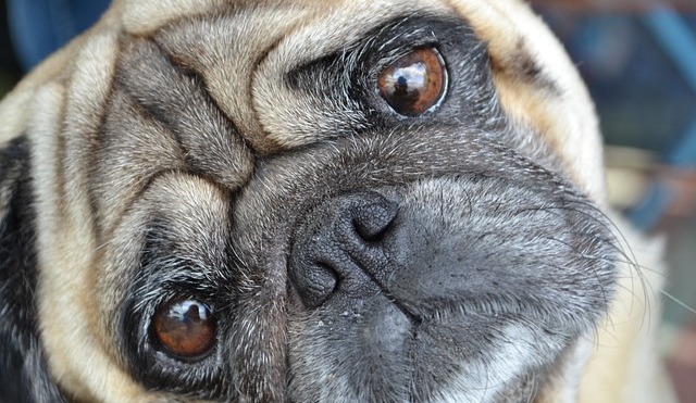 The Complete Natural Remedies Guide For Itchy Dogs And Dogs With Allergic Skin Reactions