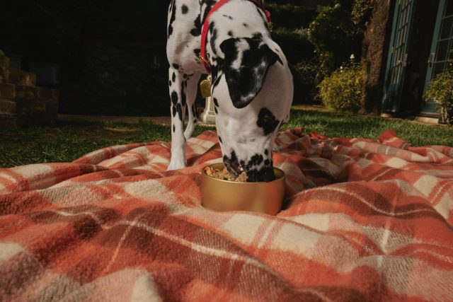 The Fresh Dog Food That's Getting Dog Parents Talking