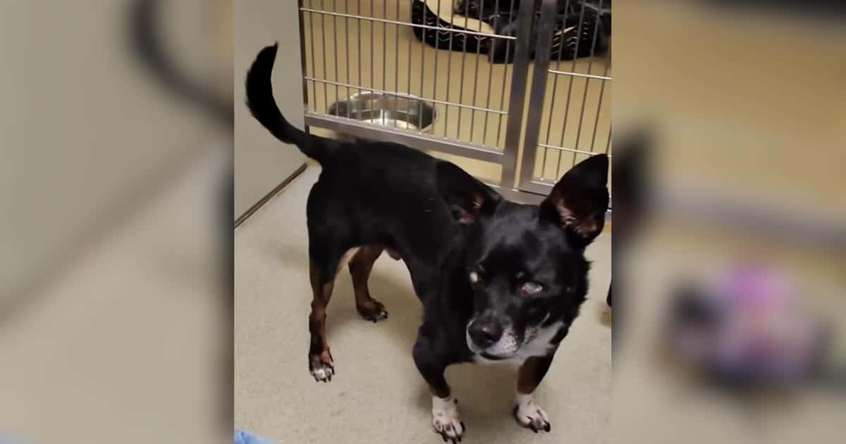 This Senior Blind Dog Was Abandoned With No Name, Now He Has Hope