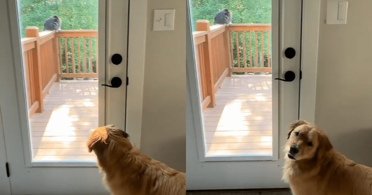 Dog Mom’s Tranquil Morning Gets Hijacked by Golden Retriever Mayhem