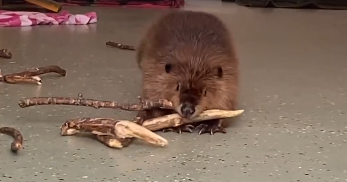 Rescued Beaver Builds A Dam In The Hallway To Keep New Roommate Out
