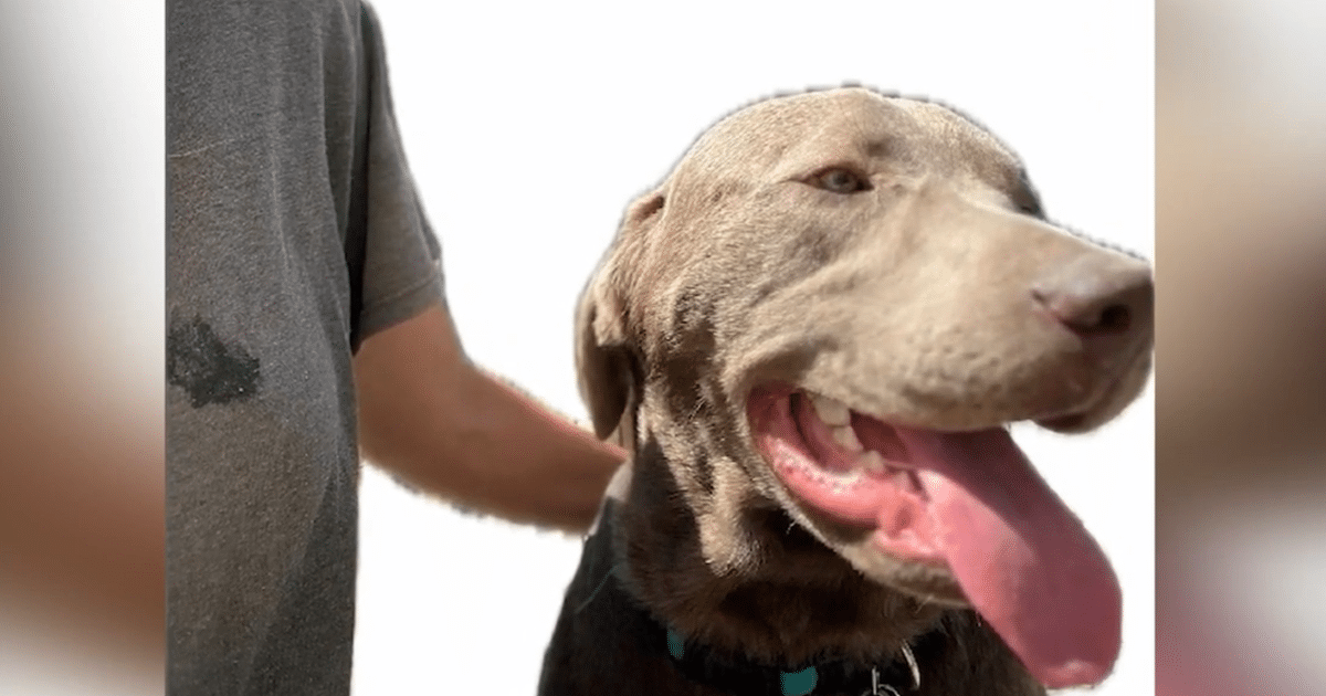 Families Devastated After 21 Dogs Die At Local Boarding Facility